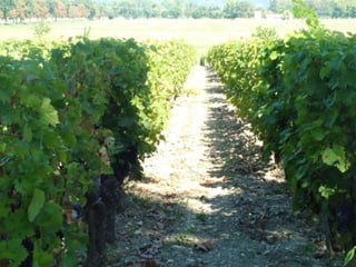 Very different vines
 