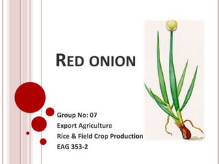 RED ONION 
Group No: 07 
Export Agriculture 
Rice & Field Crop Production 
EAG 353-2 
 