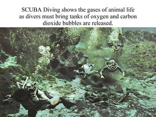 SCUBA Diving shows the gases of animal life as divers must bring tanks of oxygen and carbon dioxide bubbles are released. 