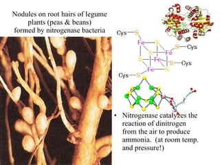 Nodules on root hairs of legume plants (peas & beans) formed by nitrogenase bacteria Nitrogenase catalyzes the reaction of dinitrogen from the air to produce ammonia.  (at room temp. and pressure!) 