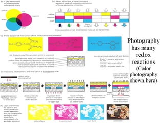 Photography has many redox reactions (Color photography shown here) 