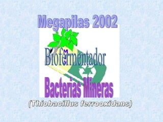 Megapilas 2002 Biofermentador Bacterias Mineras (Thiobacillus ferrooxidans) 