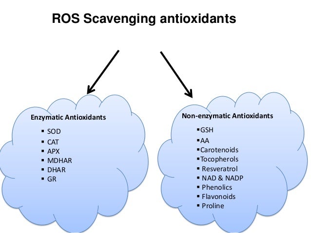 reactive oxygen species
