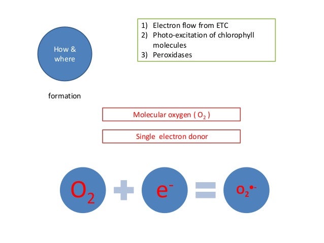 reactive oxygen species