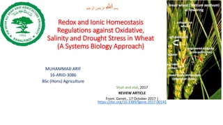 Redox and Ionic Homeostasis
Regulations against Oxidative,
Salinity and Drought Stress in Wheat
(A Systems Biology Approach)
MUHAMMAD ARIF
16-ARID-3086
BSc (Hons) Agriculture
Shah and etal, 2017
REVIEW ARTICLE
Front. Genet., 17 October 2017 |
https://doi.org/10.3389/fgene.2017.00141
ِ‫ْم‬‫س‬ِ‫ب‬ِ‫للا‬ِ‫ْم‬‫ي‬ ِ‫ح‬َّ‫الر‬ ِ‫ن‬ ٰ‫م‬ْ‫ح‬َّ‫الر‬
 