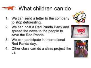 Red panda | PPT