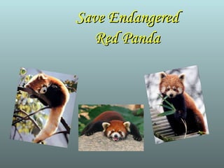 Save Endangered Red Panda 