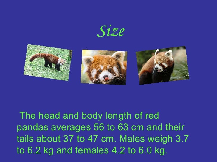 Red panda
