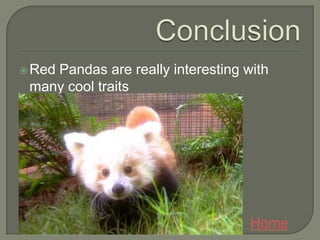  Red  Pandas are really interesting with
    many cool traits




                                     Home
 