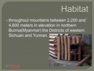  throughout
           mountains between 2,200 and
 4,800 meters in elevation in northern
 Burma(Myanmar) the Districts of western
 Sichuan and Yunnan




 Home
 