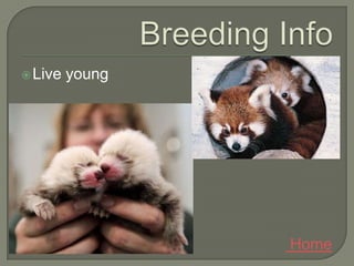  Live   young




                Home
 