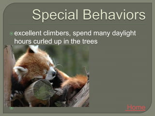  excellent  climbers, spend many daylight
    hours curled up in the trees




                                      Home
 