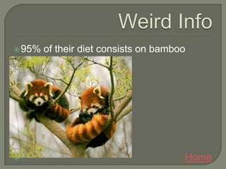  95%   of their diet consists on bamboo




                                      Home
 