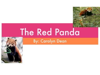 The Red Panda
  By: Carolyn Dean
 