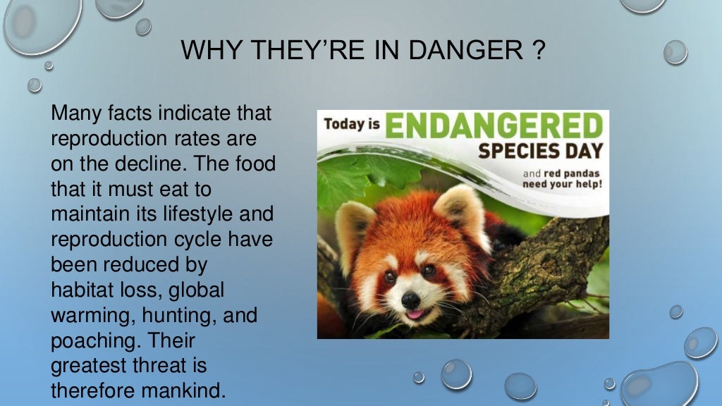 Red Panda