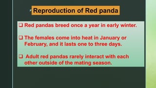 red panda.pptx