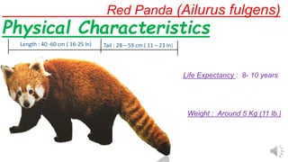 Red Panda (Ailurus fulgens)
Length : 40 -60 cm ( 16-25 In)
Life Expectancy : 8- 10 years
Weight : Around 5 Kg (11 lb.)
Tail : 28 – 59 cm ( 11 – 23 In)
Physical Characteristics
 