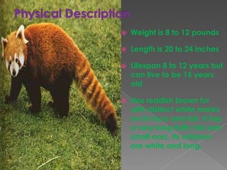   Weight is 8 to 12 pounds

   Length is 20 to 24 inches

   Lifespan 8 to 12 years but
    can live to be 15 years
    old

   Has reddish brown fur
    with distinct white marks
    on its face and tail. It has
    a very long fluffy tail and
    small ears. Its whiskers
    are white and long.
 