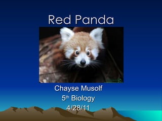 Red Panda Chayse Musolf 5 th  Biology 4/28/11 