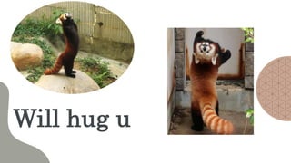 Hug A Red Panda Why you should like Red Pandas | PPTX