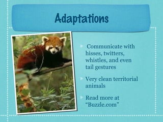 Red panda ppt new | PPT