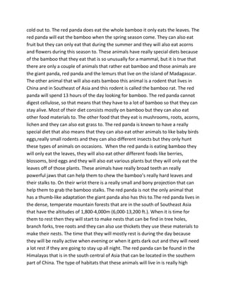 cold out to. The red panda does eat the whole bamboo it only eats the leaves. The
red panda will eat the bamboo when the spring season come. They can also eat
fruit but they can only eat that during the summer and they will also eat acorns
and flowers during this season to. These animals have really special diets because
of the bamboo that they eat that is so unusually for a mammal, but it is true that
there are only a couple of animals that rather eat bamboo and those animals are
the giant panda, red panda and the lemurs that live on the island of Madagascar.
The other animal that will also eats bamboo this animal is a rodent that lives in
China and in Southeast of Asia and this rodent is called the bamboo rat. The red
panda will spend 13 hours of the day looking for bamboo. The red panda cannot
digest cellulose, so that means that they have to a lot of bamboo so that they can
stay alive. Most of their diet consists mostly on bamboo but they can also eat
other food materials to. The other food that they eat is mushrooms, roots, acorns,
lichen and they can also eat grass to. The red panda is known to have a really
special diet that also means that they can also eat other animals to like baby birds
eggs,really small rodents and they can also different insects but they only hunt
these types of animals on occasions. When the red panda is eating bamboo they
will only eat the leaves, they will also eat other different foods like berries,
blossoms, bird eggs and they will also eat various plants but they will only eat the
leaves off of those plants. These animals have really broad teeth an really
powerful jaws that can help them to chew the bamboo’s really hard leaves and
their stalks to. On their wrist there is a really small and bony projection that can
help them to grab the bamboo stalks. The red panda is not the only animal that
has a thumb-like adaptation the giant panda also has this to.The red panda lives in
the dense, temperate mountain forests that are in the south of Southeast Asia
that have the altitudes of 1,800-4,000m (6,000-13,200 ft.). When it is time for
them to rest then they will start to make nests that can be find in tree holes,
branch forks, tree roots and they can also use thickets they use these materials to
make their nests. The time that they will mostly rest is during the day because
they will be really active when evening or when it gets dark out and they will need
a lot rest if they are going to stay up all night. The red panda can be found in the
Himalayas that is in the south central of Asia that can be located in the southern
part of China. The type of habitats that these animals will live in is really high
 