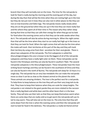 branch then they will normally rest on the trees. The time for the red panda to
look for food is really during the morning and the evening part of the day, but
during the day than that will be the time when they are resting high up in the tree
but they do not just rest in trees they can also rest in other places to like they can
rest on tree branches and fallen logs. The red panda moves really slowly when
they are on the ground but when they are up in the tree they can move really fast
and this where they spent all of their time in.The reason why they rather sleep
during that time so that they can safe their energy for when they go out to look
for food when the evening comes and so that they can be wide awake when they
do it. The red panda will also be active during morning to. When the night comes
than that will be the time when they start to run really fast high up in the trees so
that they can look for food. When the night comes that will also be the time when
the males will mark their territories at this part of the day and they will mark
their territory by using urine from their secretion for their anal glands. There is
about two subspecies of the red panda. The first subspecies is called the
Ailurusfulgensfulgens this one is known to be the biggest of all of the red panda
subspecies and they have a really light color on them. These red pandas can be
found in the Himalayas and they can also be found in southern Tibet. The second
red panda subspecies is the Ailurusfulgensslyani. These red pandas have the most
striking facial markings and they can be found in the southwest of China and they
can also be found in the north of Burma. The red panda will sleep for 15 hours in a
single day. The red panda has an very low metabolic this can make the red panda
move so slow it can be as slow as the slowest animal on the planet the sloth.
These animals are amazing climbers. The tree is the perfect nest for a red panda.
To help thme to keep balance on the tree they will use their very long tails to do
that. They have to keep their balance when they are scale for steep heights. The
red panda is not related to the giant panda they are more related to the raccoon
that a really big black and white bear and the other bears that is in the bear
family. They will also use their tails so that they can keep themselves warm when
there are some days that are really cold so to get warm the red panda will use its
tail to stay warm. They will also eat on the trees to. The only time that they will
come down from the tree is when the evening comes and then the red panda will
start to look for food in the darkness. The red panda is a really territorial animal
 