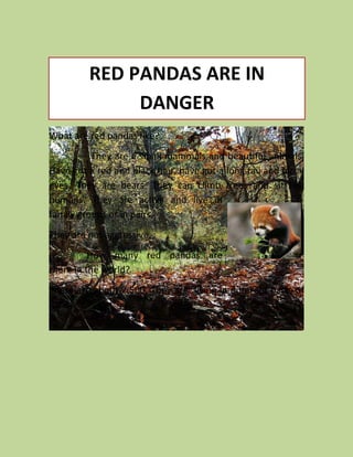 RED PANDAS ARE IN
              DANGER
What are red pandas like?
          They are a small mammals and beautiful animals,
Have got a red and black hair, have got a long tail and black
eyes. They are bears. They can climb trees and sit like
humans. They are active and live in
family groups or in pairs.
They are not aggressive.
          How many red pandas are
there in the world?
There are about 2.500. They are living in different parts of
Asia.
 