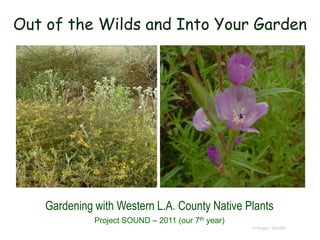Out of the Wilds and Into Your Garden




    Gardening with Western L.A. County Native Plants
              Project SOUND – 2011 (our 7th year)
                                                    © Project SOUND
 
