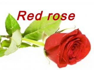 Red rose
 