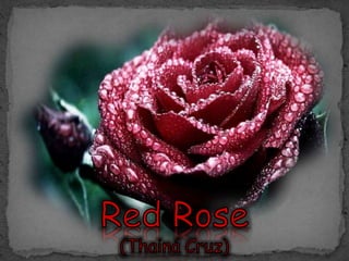 Red rose - Thaina Cruz