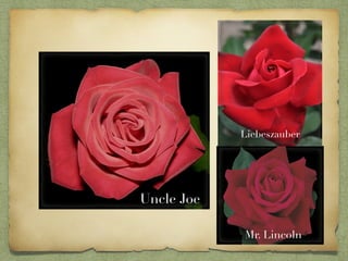 Red roses!! | PDF | Agriculture | Industries