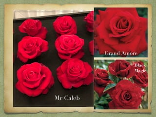 Red roses!! | PDF | Agriculture | Industries