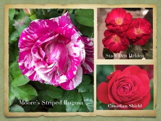 Red roses!! | PDF | Agriculture | Industries