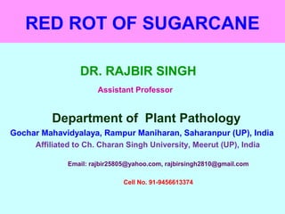 RED ROT OF SUGARCANE
DR. RAJBIR SINGH
Assistant Professor
Department of Plant Pathology
Gochar Mahavidyalaya, Rampur Maniharan, Saharanpur (UP), India
Affiliated to Ch. Charan Singh University, Meerut (UP), India
Email: rajbir25805@yahoo.com, rajbirsingh2810@gmail.com
Cell No. 91-9456613374
 