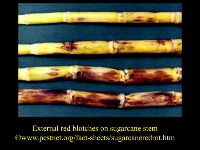Red rot of sugarcane | PPT