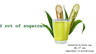 d rot of sugarcane
Presented by Nisha nag
MSc 4th sem
Department of microbiology
 