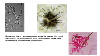 Red rot of sugarcane and there causes by clostridium falcatum virus. | PPTX
