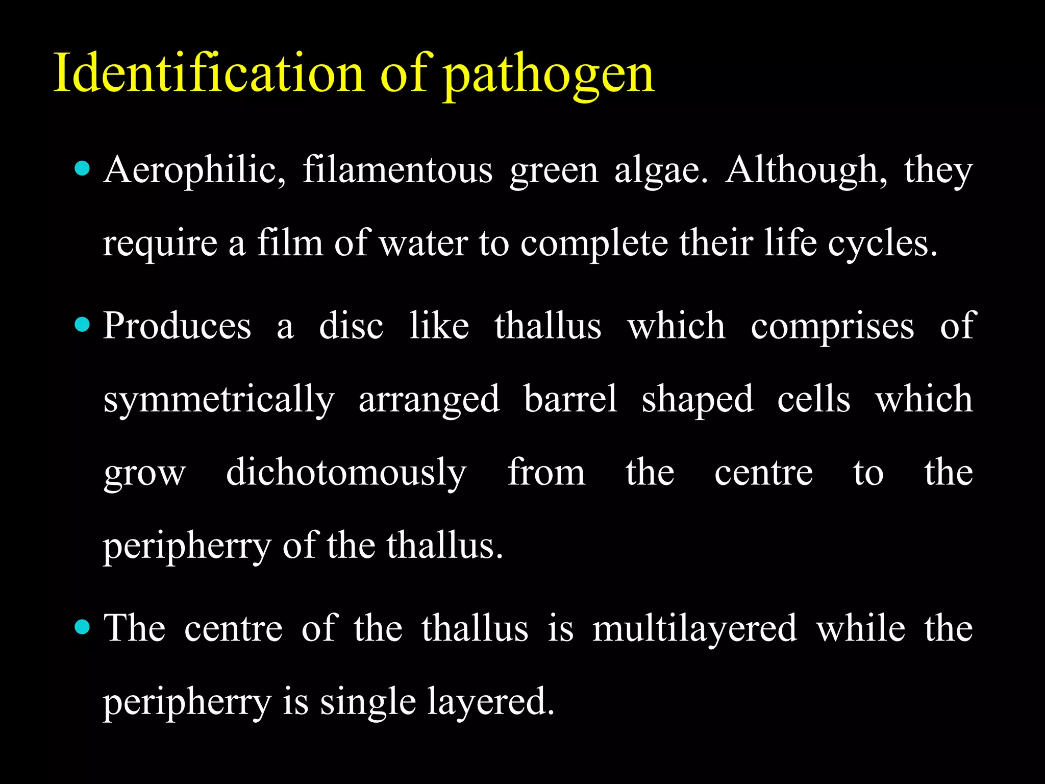 Identification of pathogen
 Aerophilic, filamentous green algae. Although, they
require a film of water to complete their life cycles.
 Produces a disc like thallus which comprises of
symmetrically arranged barrel shaped cells which
grow dichotomously from the centre to the
peripherry of the thallus.
 The centre of the thallus is multilayered while the
peripherry is single layered.
 