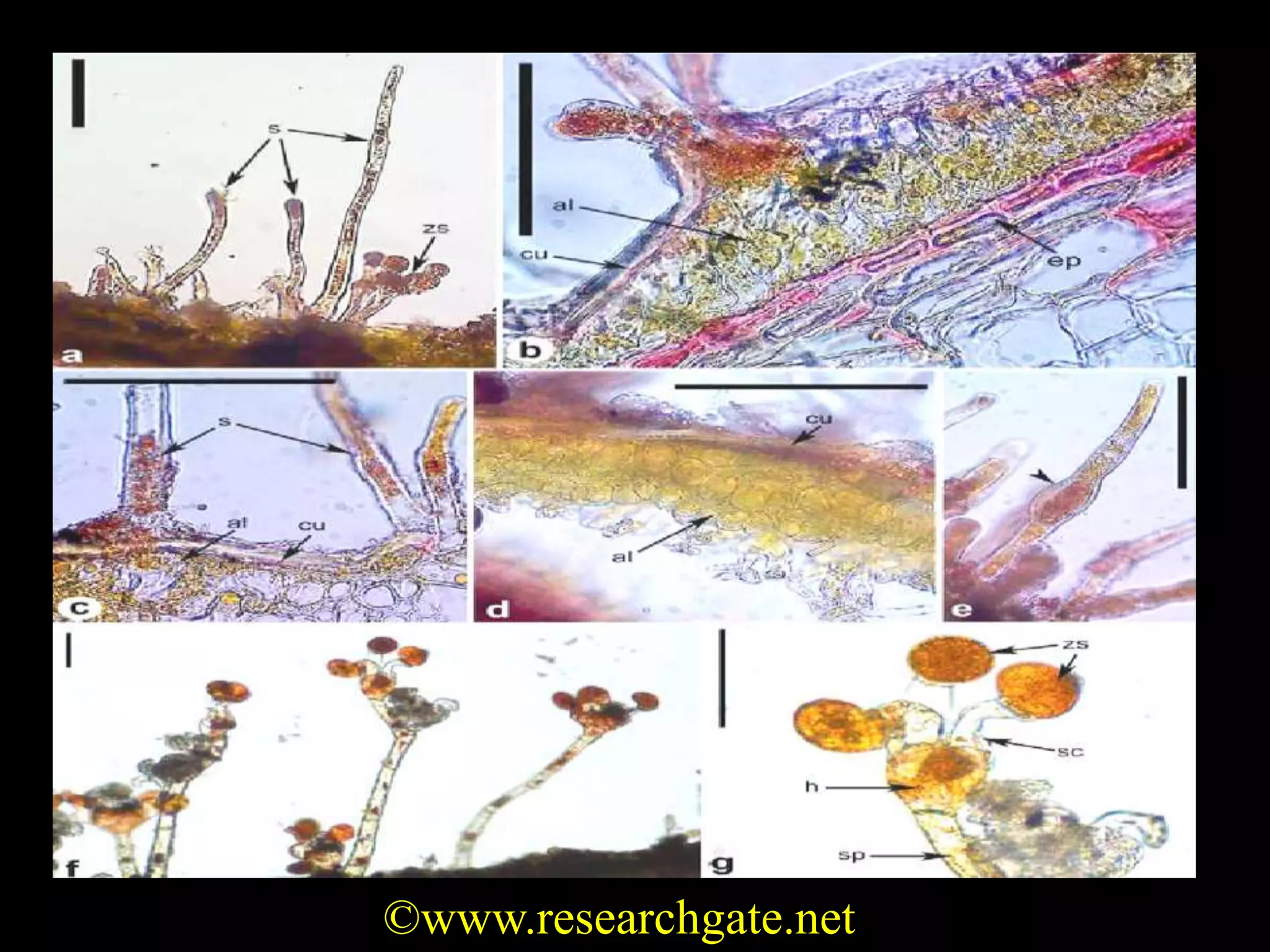 ©www.researchgate.net
 