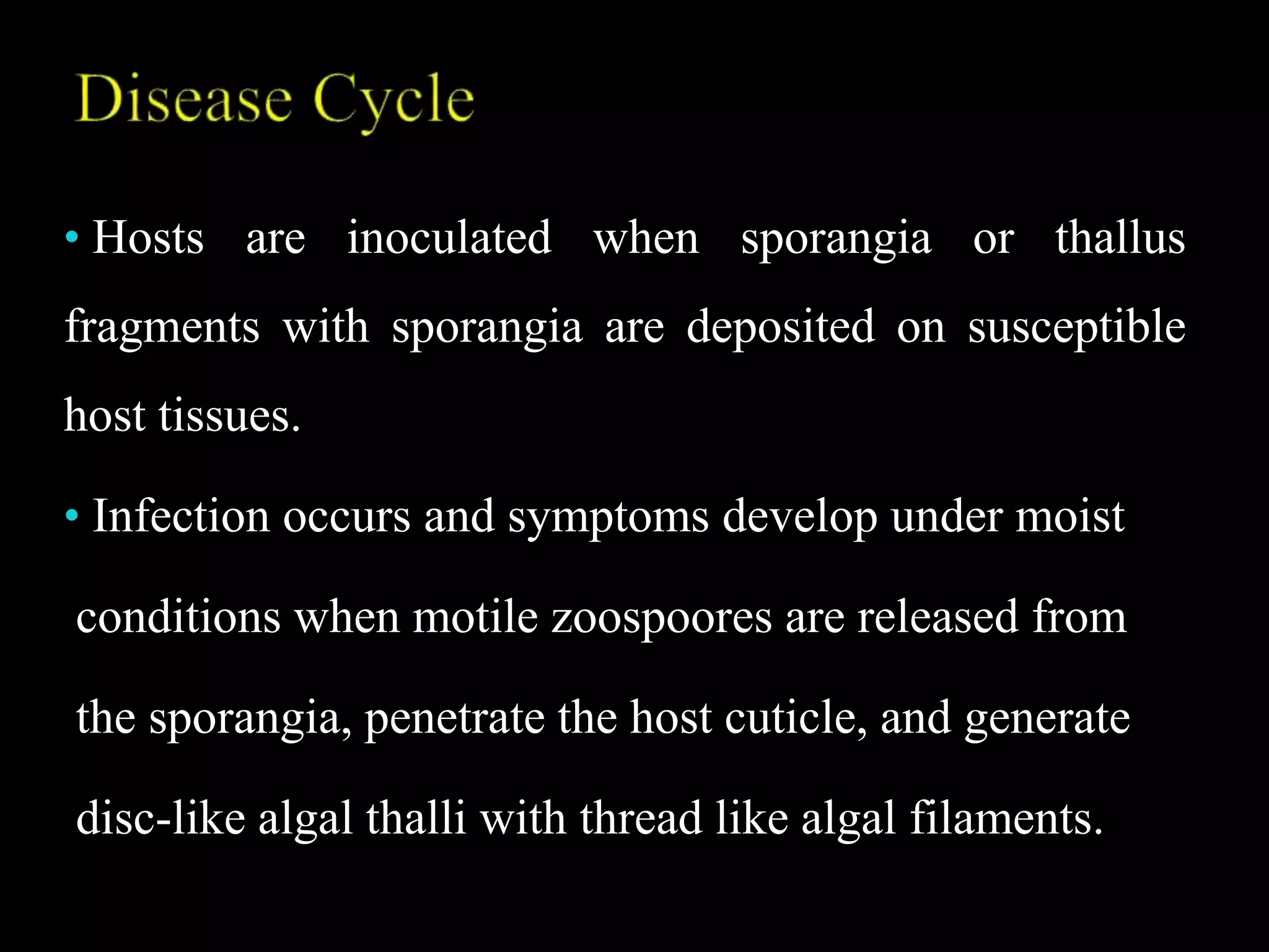• Hosts are inoculated when sporangia or thallus
fragments with sporangia are deposited on susceptible
host tissues.
• Infection occurs and symptoms develop under moist
conditions when motile zoospoores are released from
the sporangia, penetrate the host cuticle, and generate
disc-like algal thalli with thread like algal filaments.
 