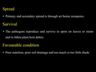 Spread
 Primary and secondary spread is through air borne zoospores.
Survival
 The pathogens reproduce and survive in spots on leaves or stems
and in fallen plant host debris.
Favourable condition
 Poor nutrition, poor soil drainage and too much or too little shade
 