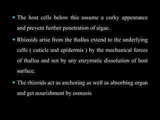 The host cells below this assume a corky appearance
and prevent further penetration of algae.
 Rhizoids arise from the thallus extend to the underlying
cells ( cuticle and epidermis ) by the mechanical forces
of thallus and not by any enzymatic dissolution of host
surface.
 The rhizoids act as anchoring as well as absorbing organ
and get nourishment by osmosis
 