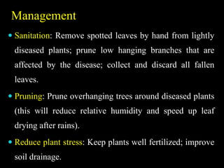 Management
 Sanitation: Remove spotted leaves by hand from lightly
diseased plants; prune low hanging branches that are
affected by the disease; collect and discard all fallen
leaves.
 Pruning: Prune overhanging trees around diseased plants
(this will reduce relative humidity and speed up leaf
drying after rains).
 Reduce plant stress: Keep plants well fertilized; improve
soil drainage.
 