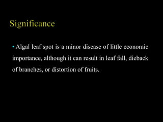 • Algal leaf spot is a minor disease of little economic
importance, although it can result in leaf fall, dieback
of branches, or distortion of fruits.
 