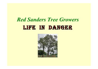 Red Sanders Tree Growers
Life in Danger
 