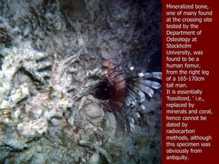 Mineralized bone, one of many found at the crossing site tested by the Department of Osteology at Stockholm University, was found to be a human femur, from the right leg of a 165-170cm tall man. It is essentially 'fossilized, ' i.e., replaced by minerals and coral, hence cannot be dated by radiocarbon methods, although this specimen was obviously from antiquity. 