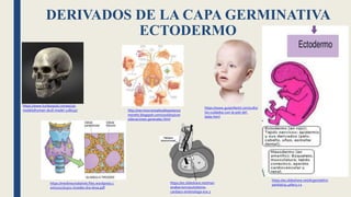 Dat Ectodermo El embrión trilaminar | PPTX