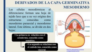 El embrión trilaminar | PPTX