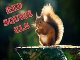 Red Squirrels 